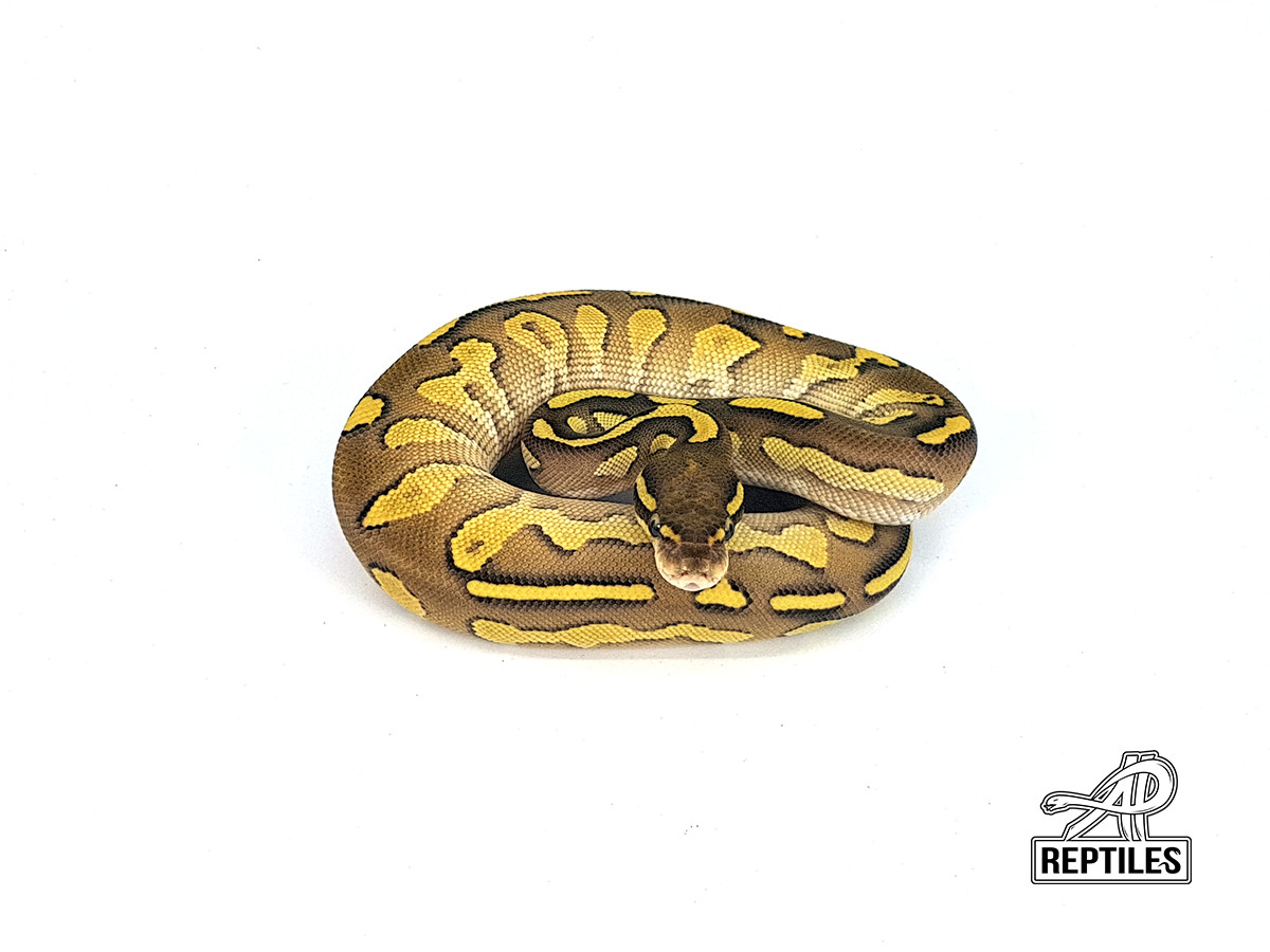 Black Head Lesser Red Gene Yellow Belly