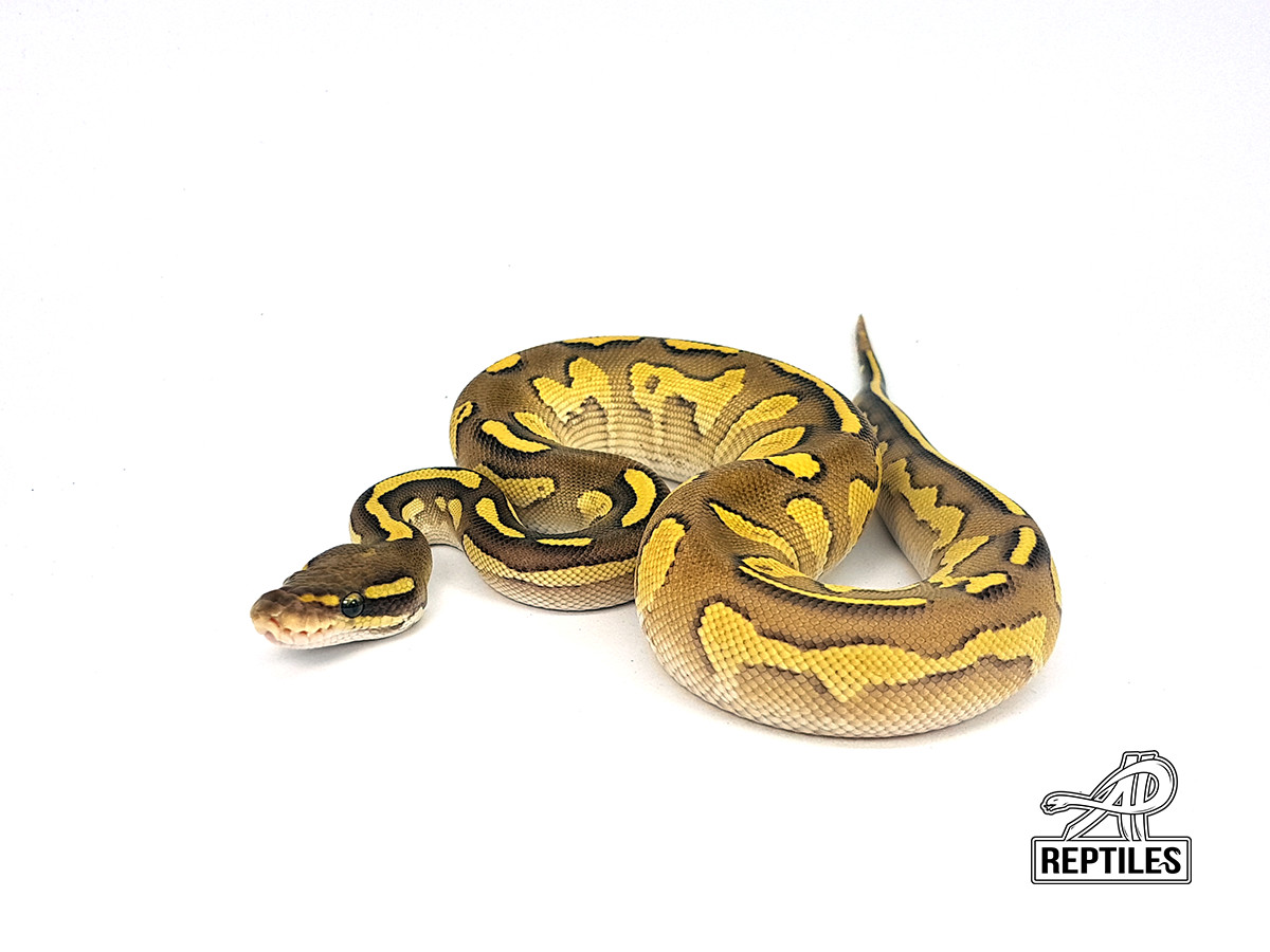 Black Head Lesser Red Gene Yellow Belly