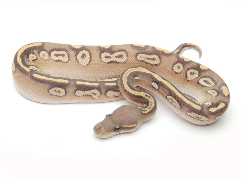 Black Head Mojave Ghost