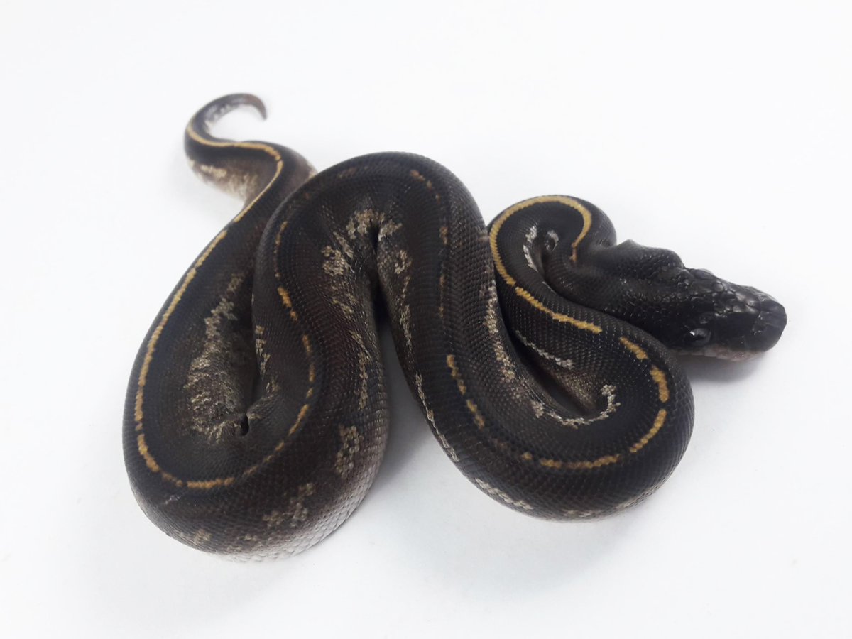 Black Head Mojave Mystic