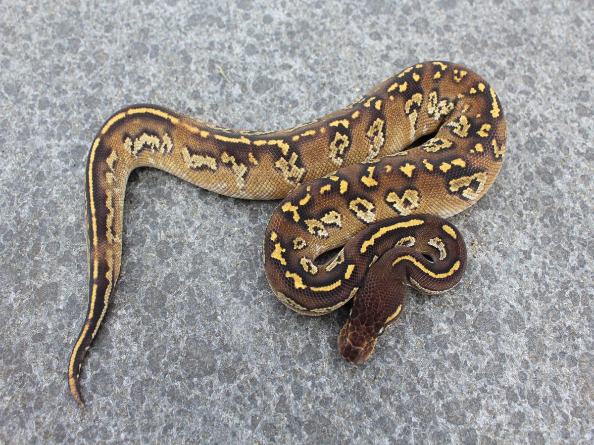 Black Head Mojave Orbit Red Gene