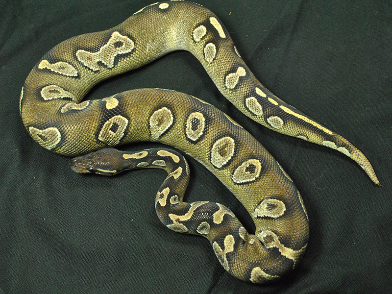 Black Head Mojave Red Gene