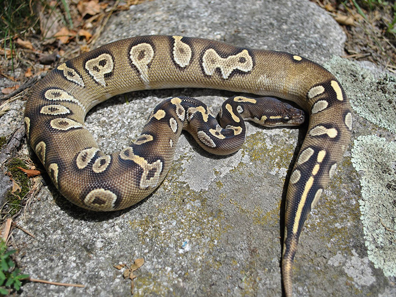 Black Head Mojave Red Gene