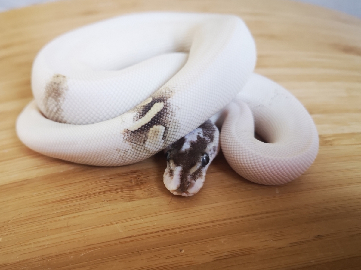 Black Head Mojave Special