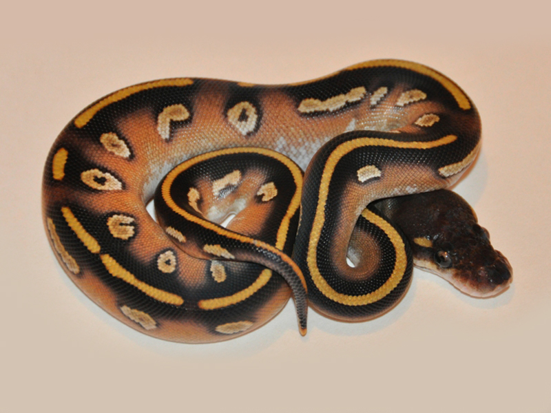 Black Head Mojave