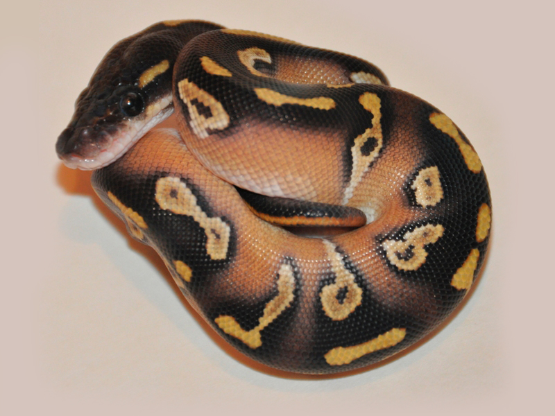 Black Head Mojave