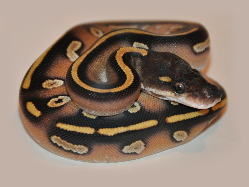 Black Head Mojave