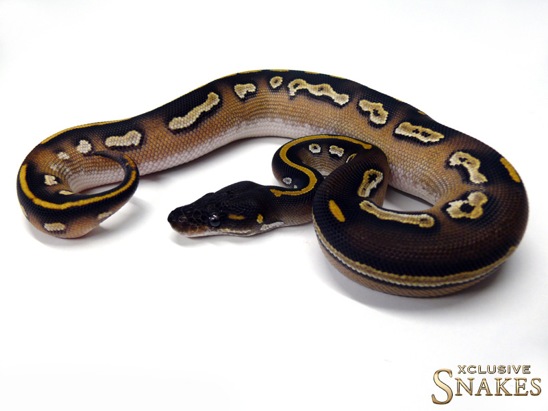 Black Head Mojave