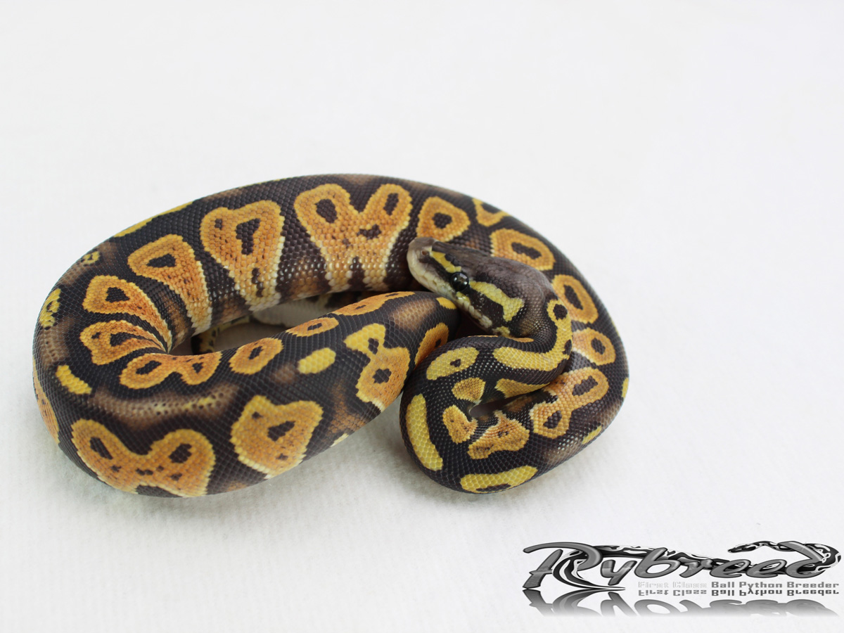 Black Head Orange Ghost Pastel