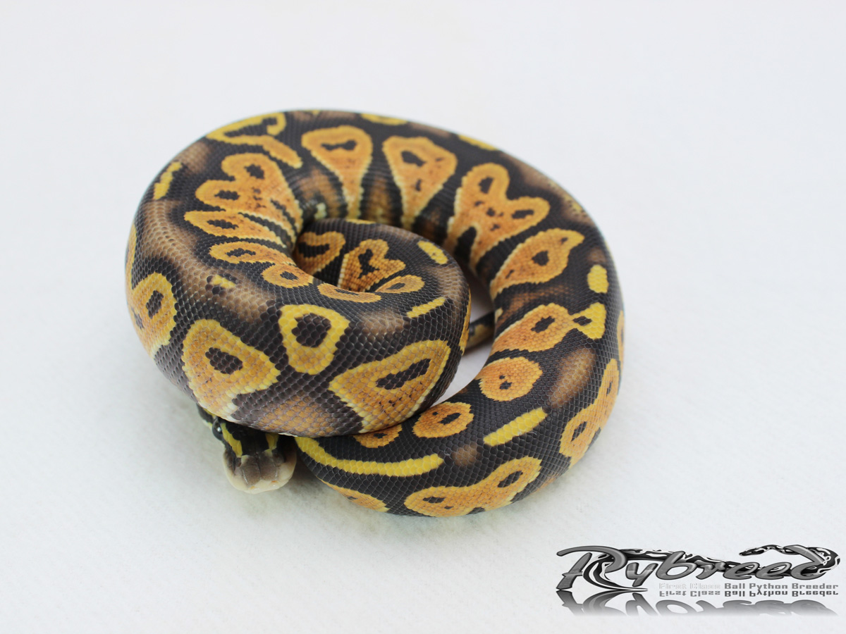 Black Head Orange Ghost Pastel