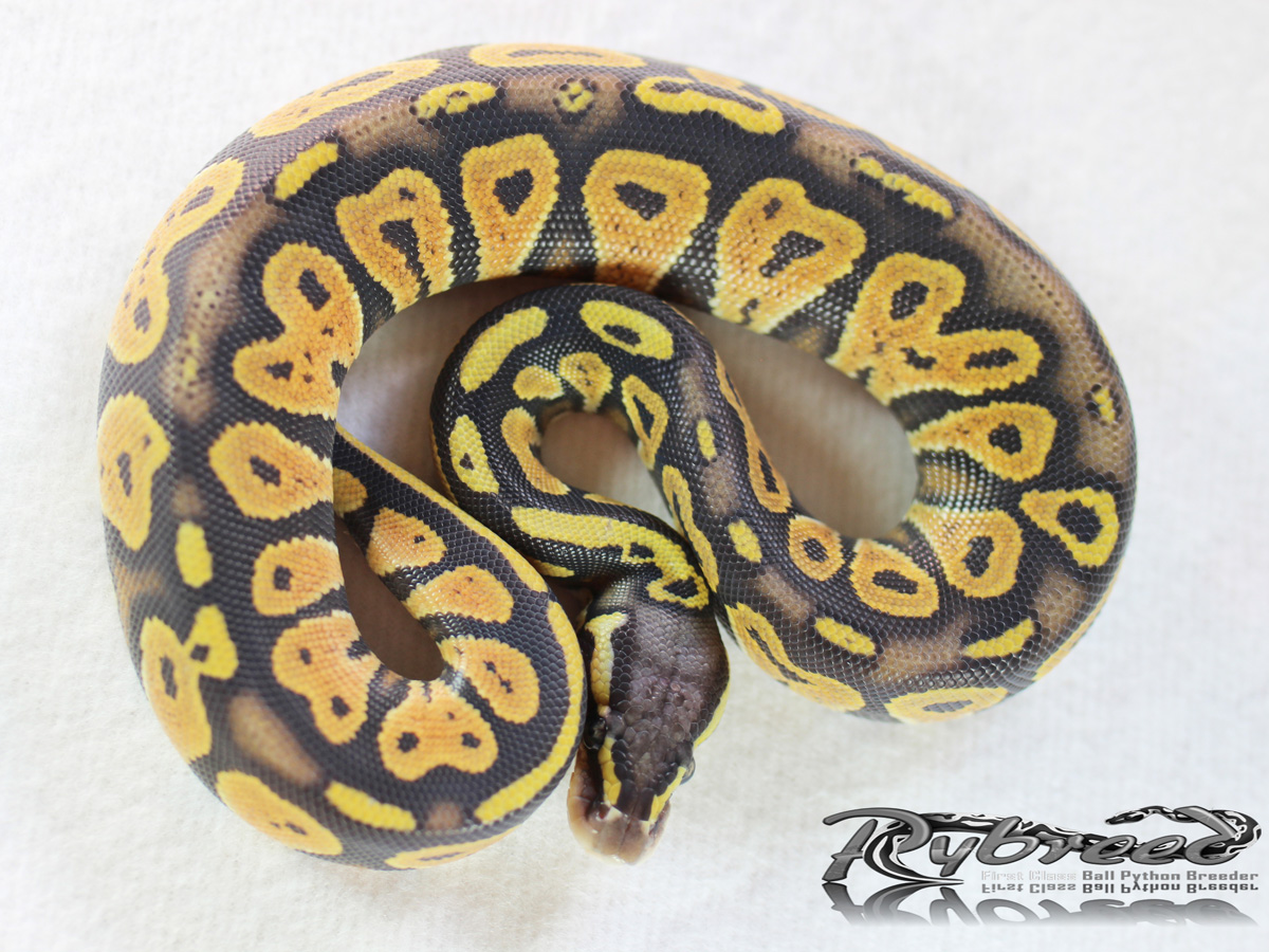 Black Head Orange Ghost Pastel