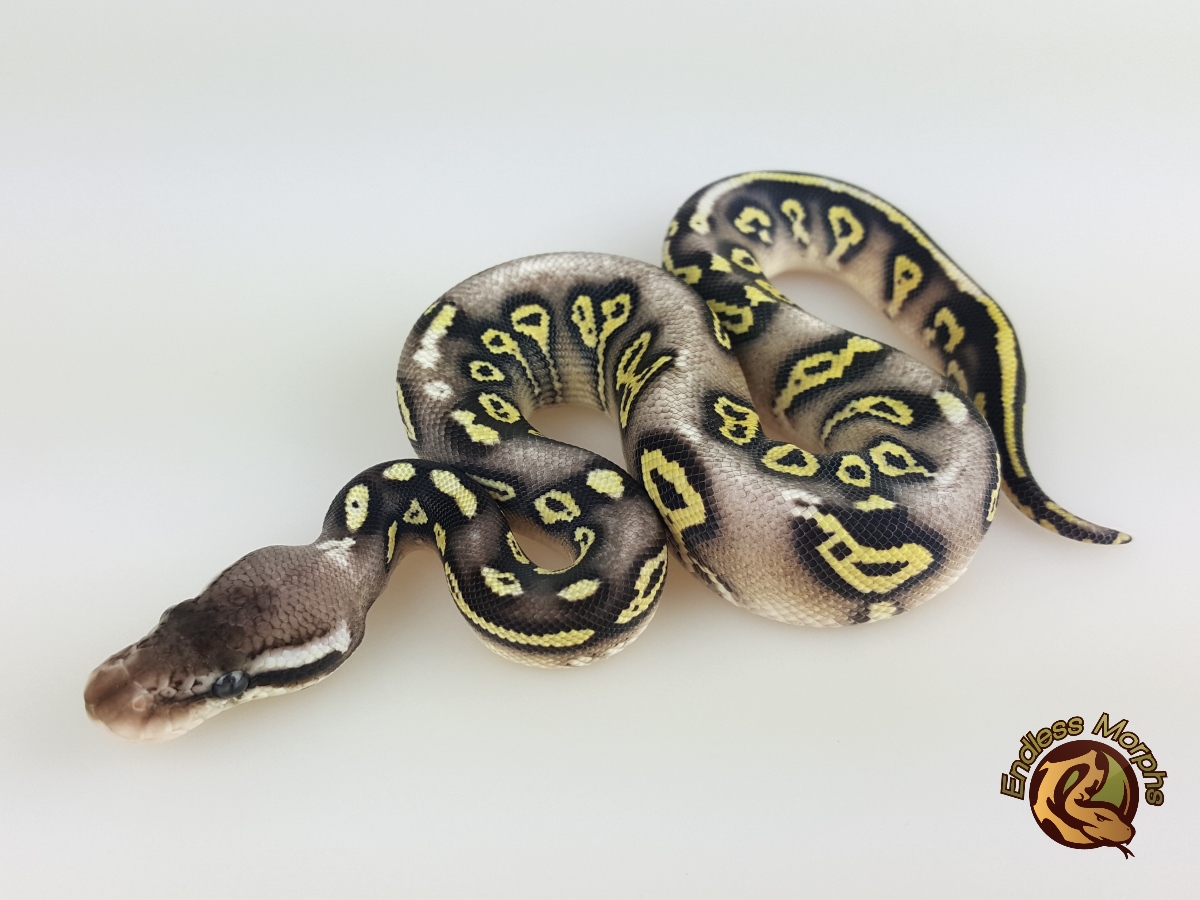 Black Head Pastel Phantom Yellow Belly