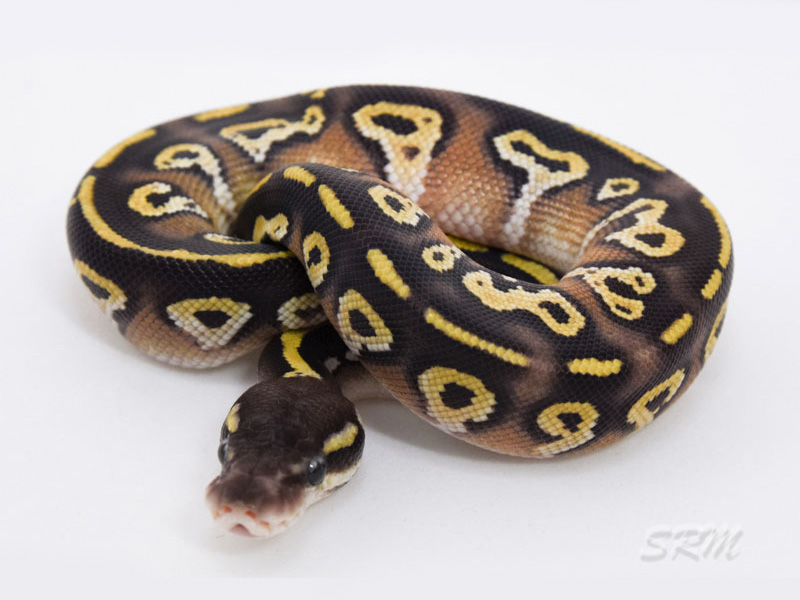 Black Head Pastel Phantom