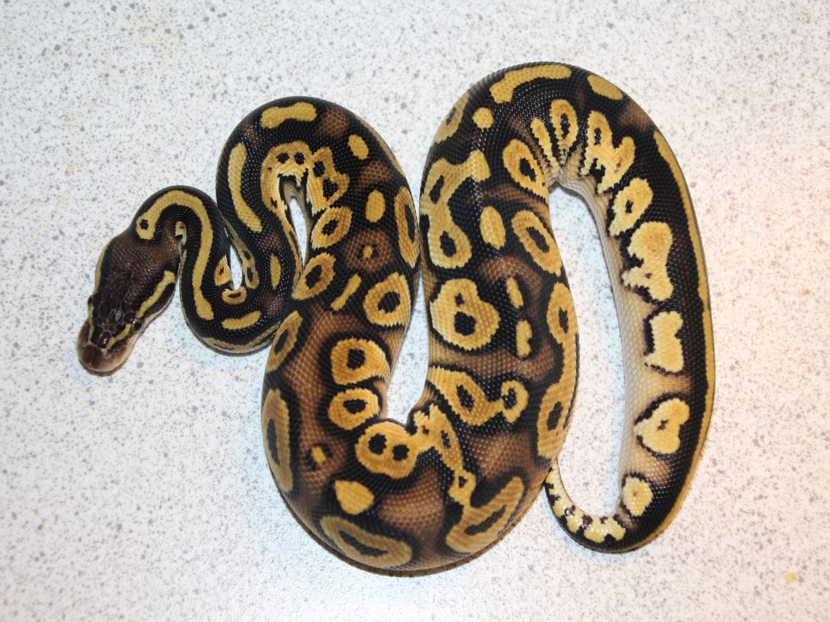 Black Head Pastel Red Gene Russo Het Leucistic