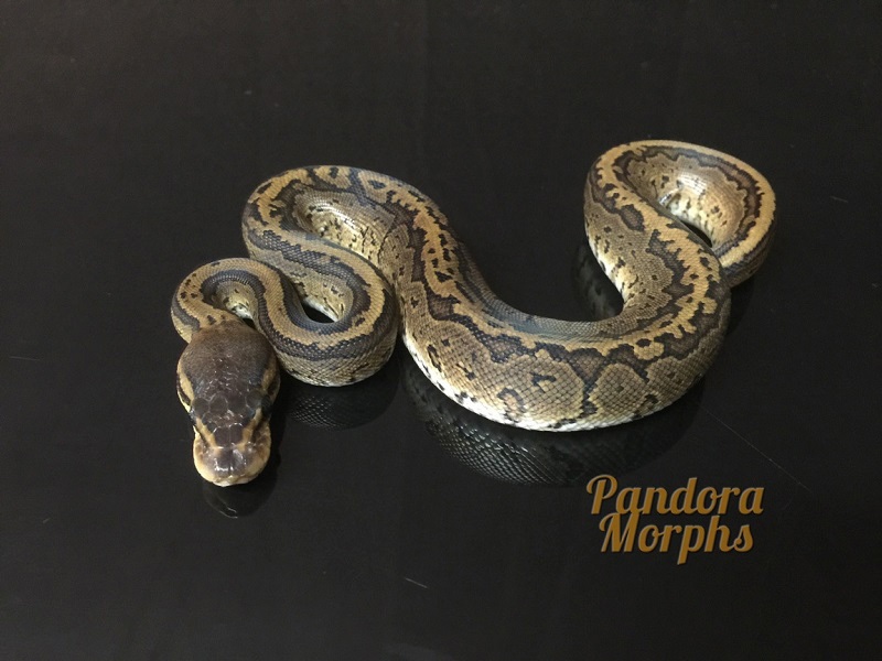 Black Head Pinstripe Red Gene