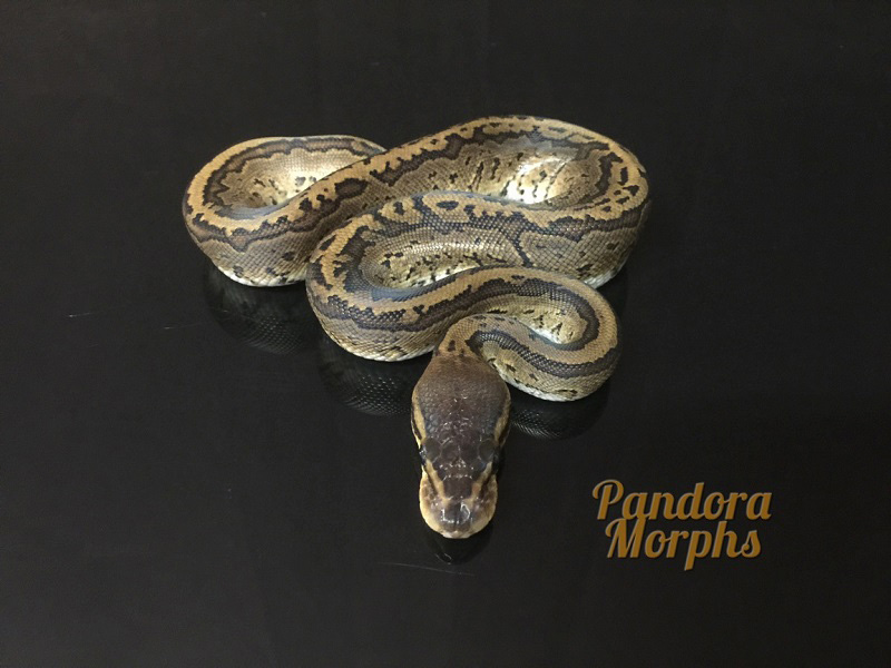 Black Head Pinstripe Red Gene