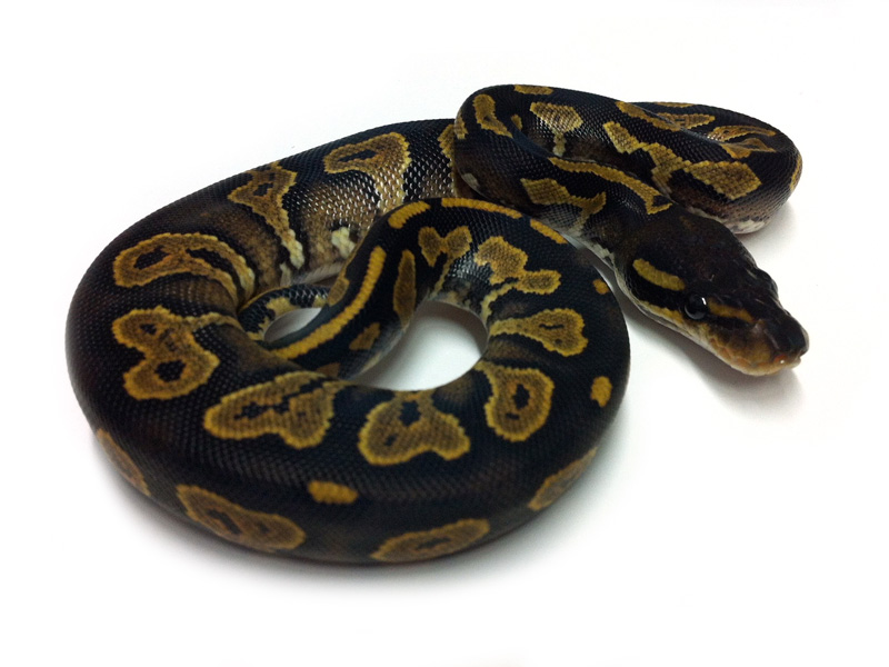 Black Head Yellow Belly