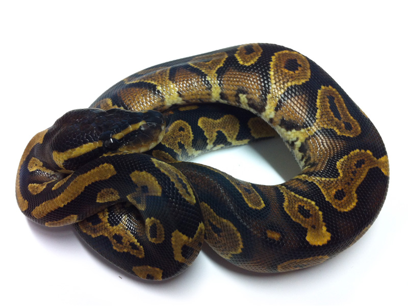 Black Head Yellow Belly