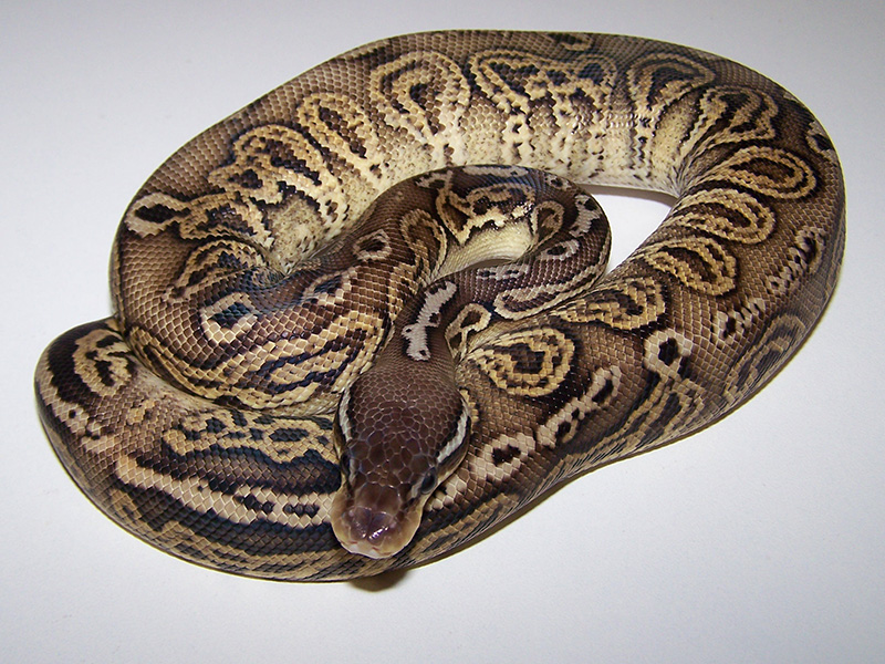 Black Pastel Blitz Mojave