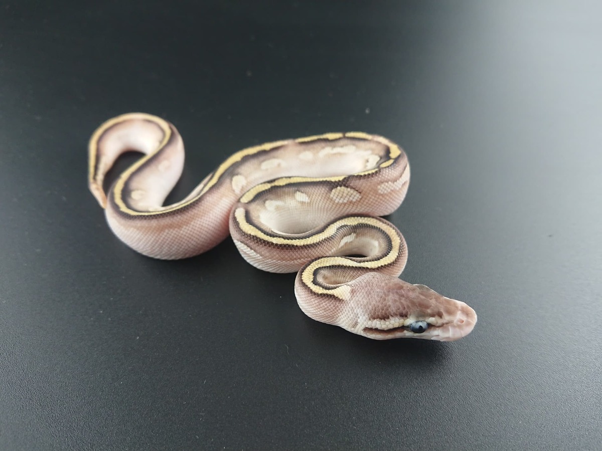 Black Pastel Bongo Ghi Ball Mojave Morph List World of Ball Pythons
