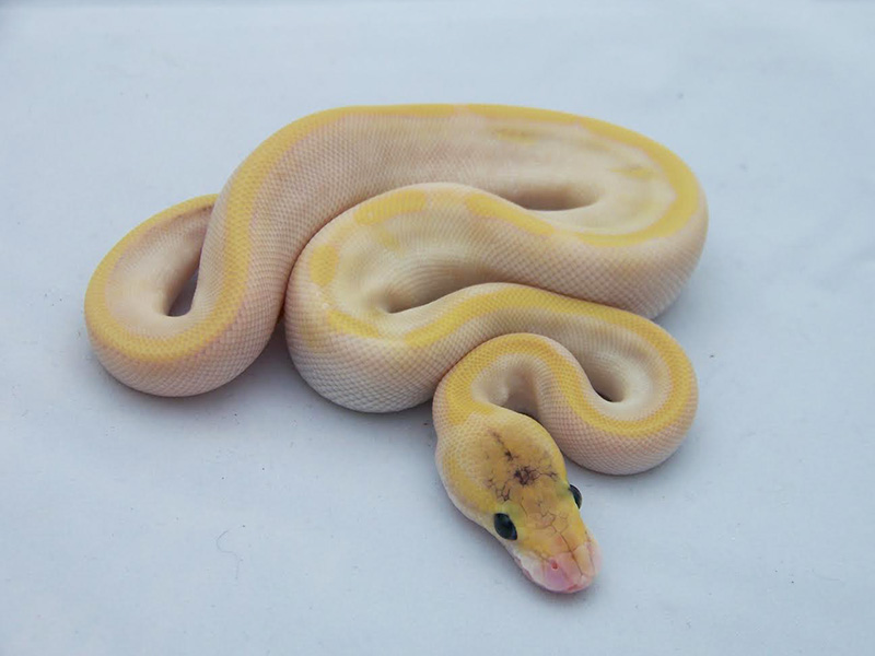 Black Pastel Butter Champagne Enchi