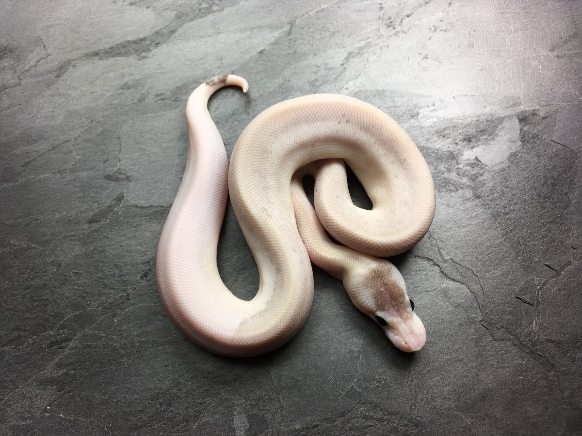 Black Pastel Butter Champagne Het Red Axanthic