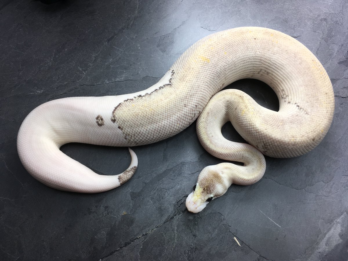 Black Pastel Butter Champagne Het Red Axanthic