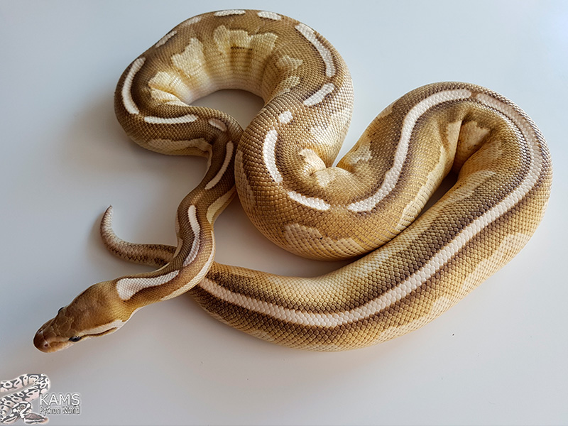 Black Pastel Butter Fire - Morph List - World of Ball Pythons