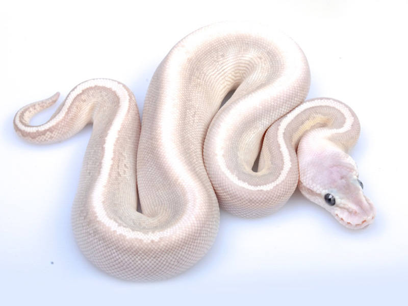 Black Pastel Butter Ghost Pastel Pinstripe