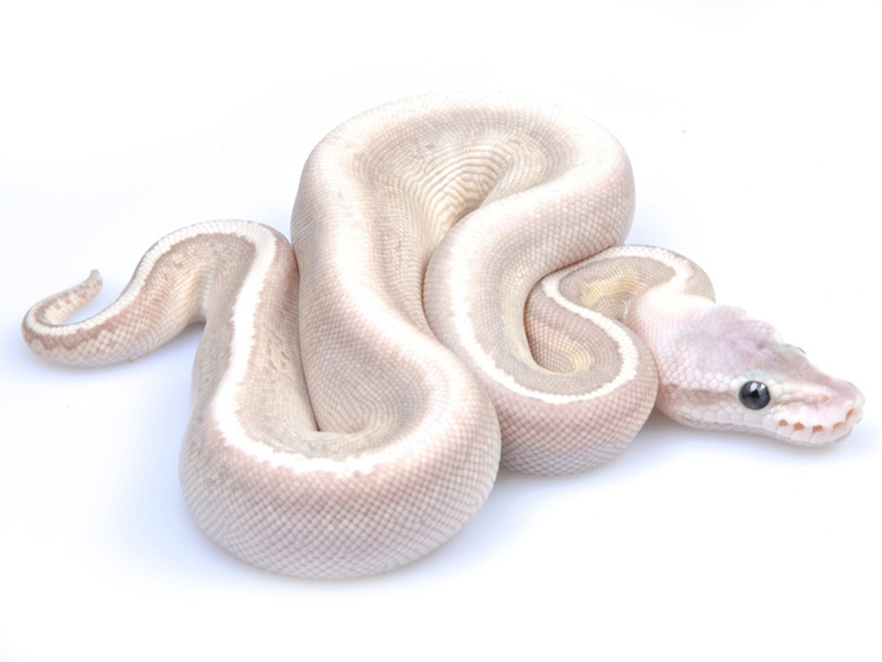 Black Pastel Butter Ghost Pastel Pinstripe