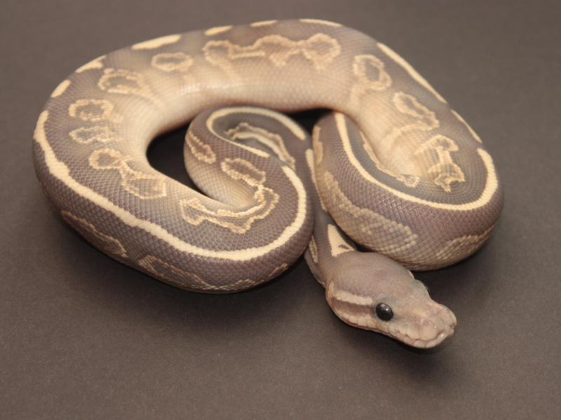 Black Pastel Butter Ghost