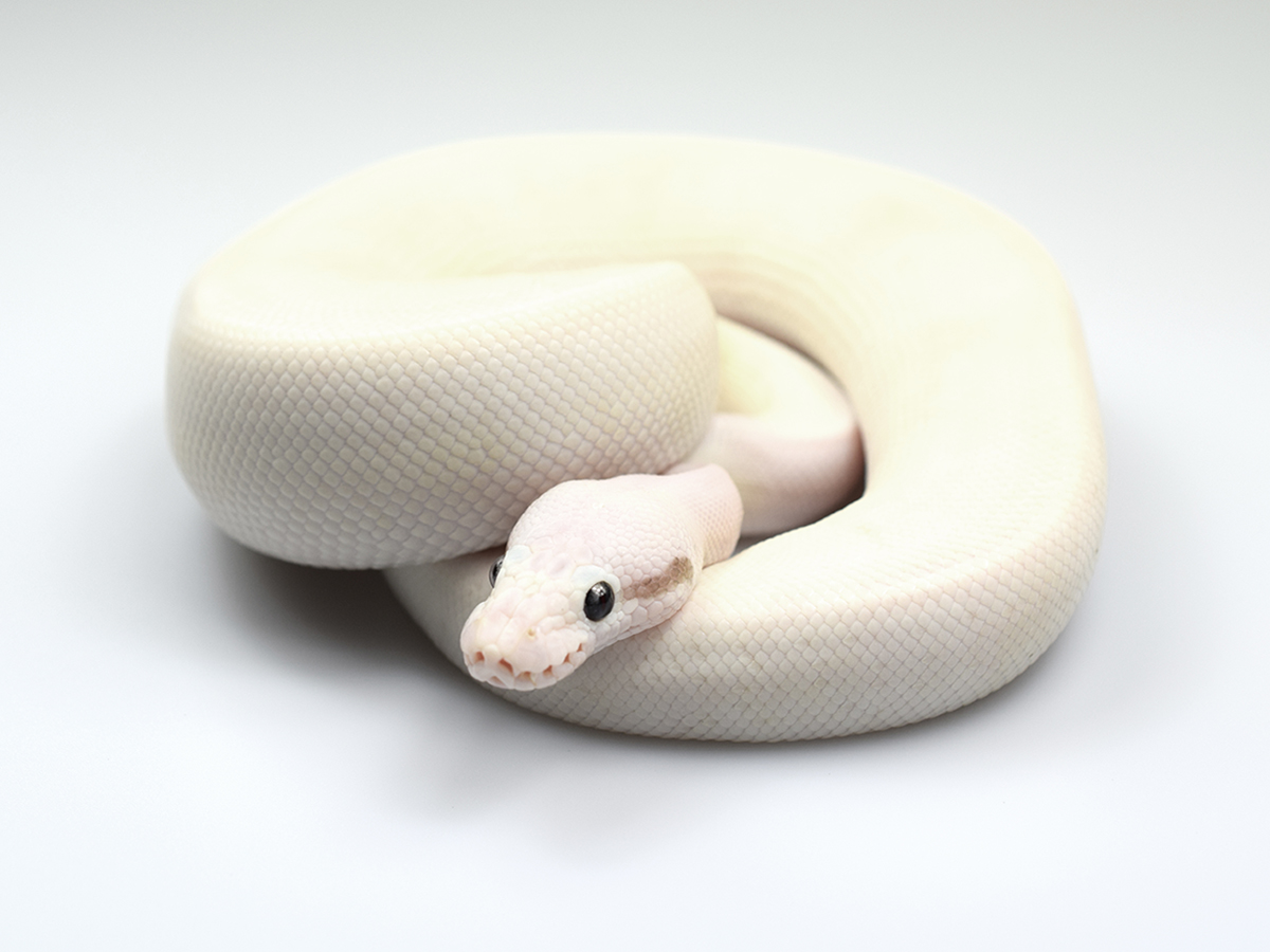 Black Pastel Butter Specter Super Pastel Yellow Belly. 