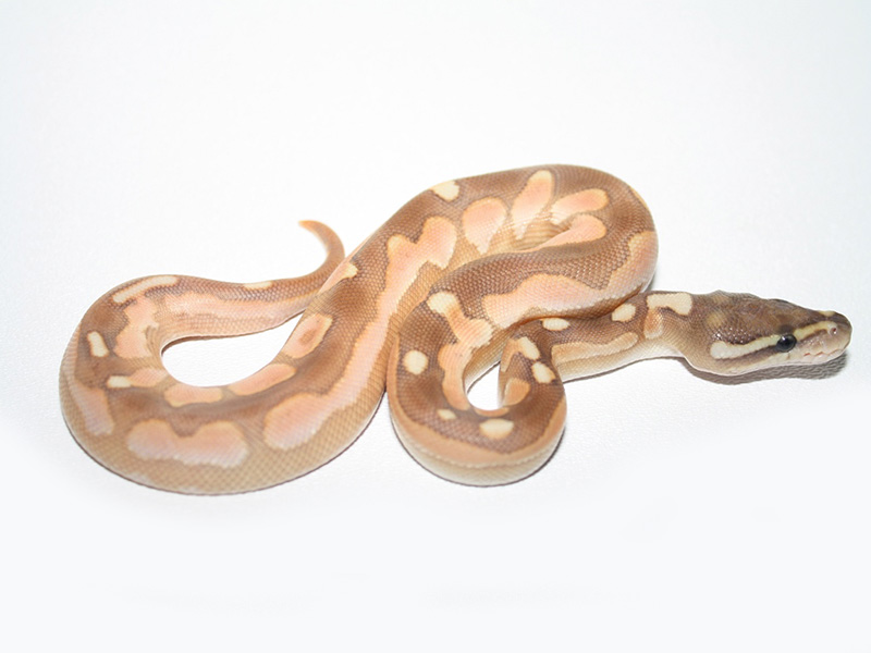 Black Pastel Calico Enchi Lesser