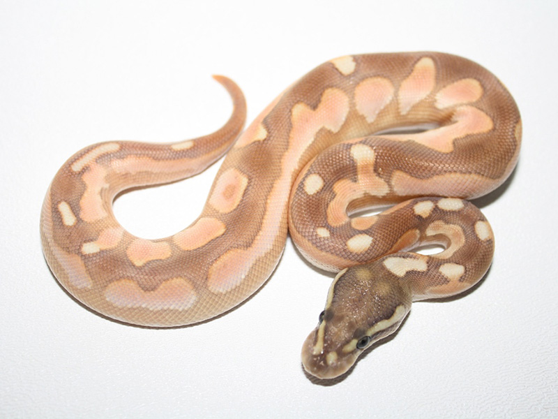 Black Pastel Calico Enchi Lesser