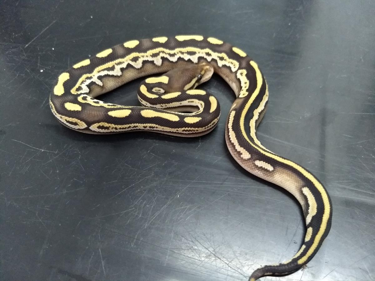 Black Pastel Calico Mojave