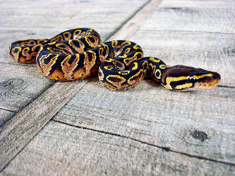 Black Pastel Calico Yellow Belly