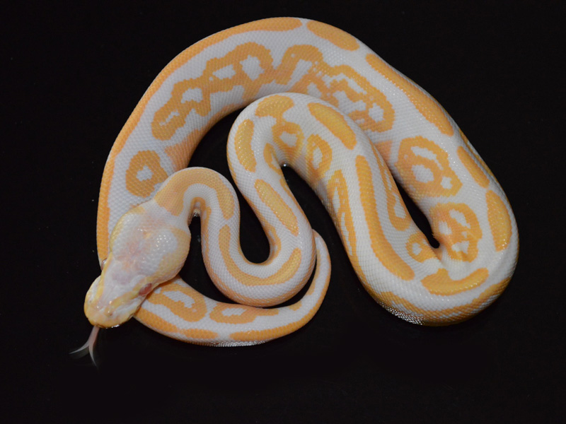 Black Pastel Candino