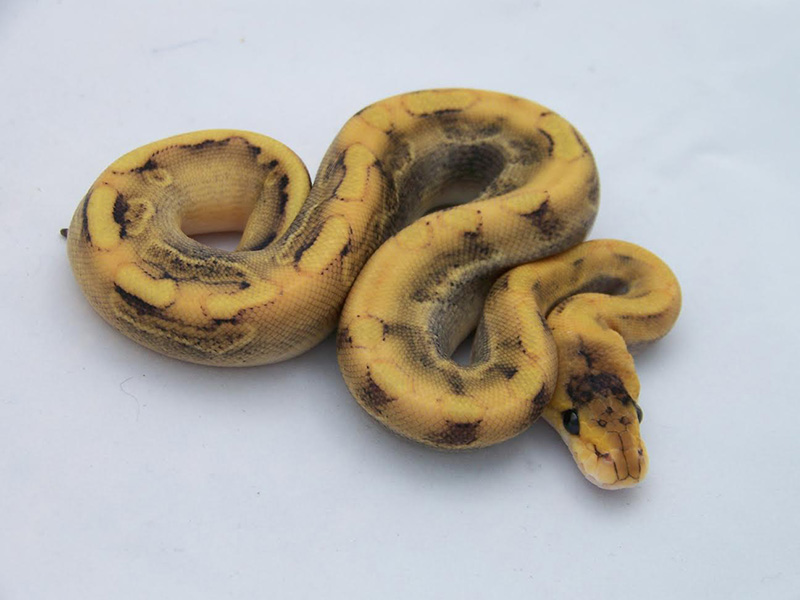 Black Pastel Champagne Enchi