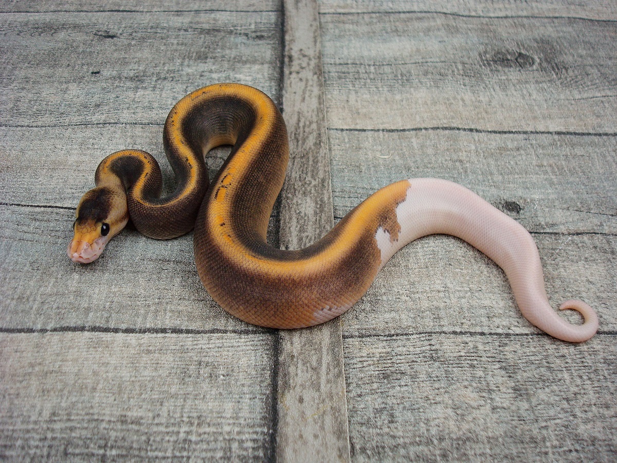 Black Pastel Champagne Mojave Yellow Belly