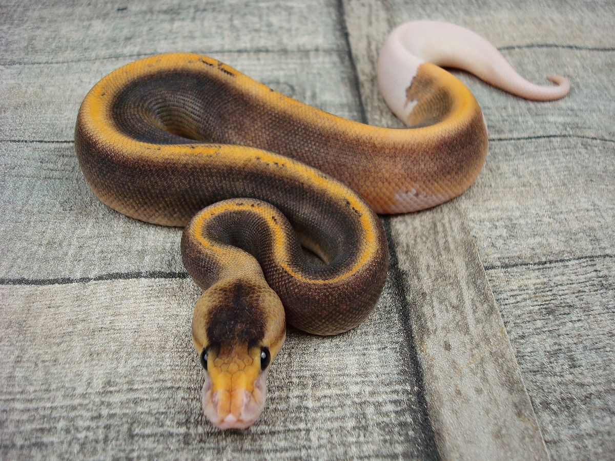 Black Pastel Champagne Mojave Yellow Belly