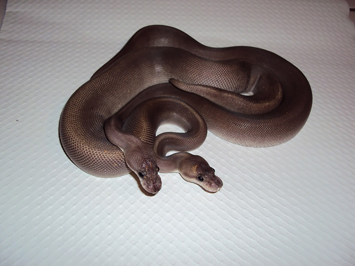 Black Pastel Cinnamon Fire