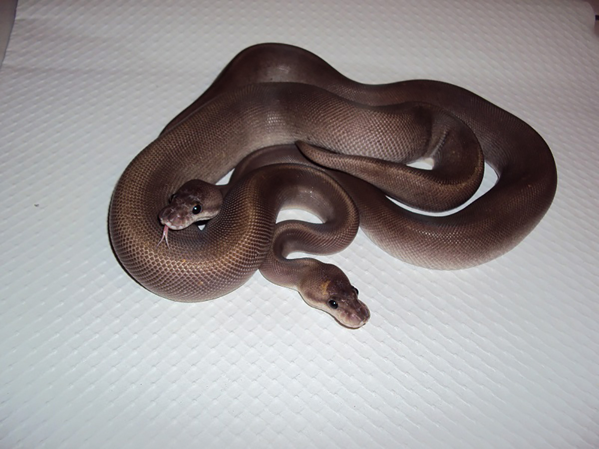 Black Pastel Cinnamon Fire