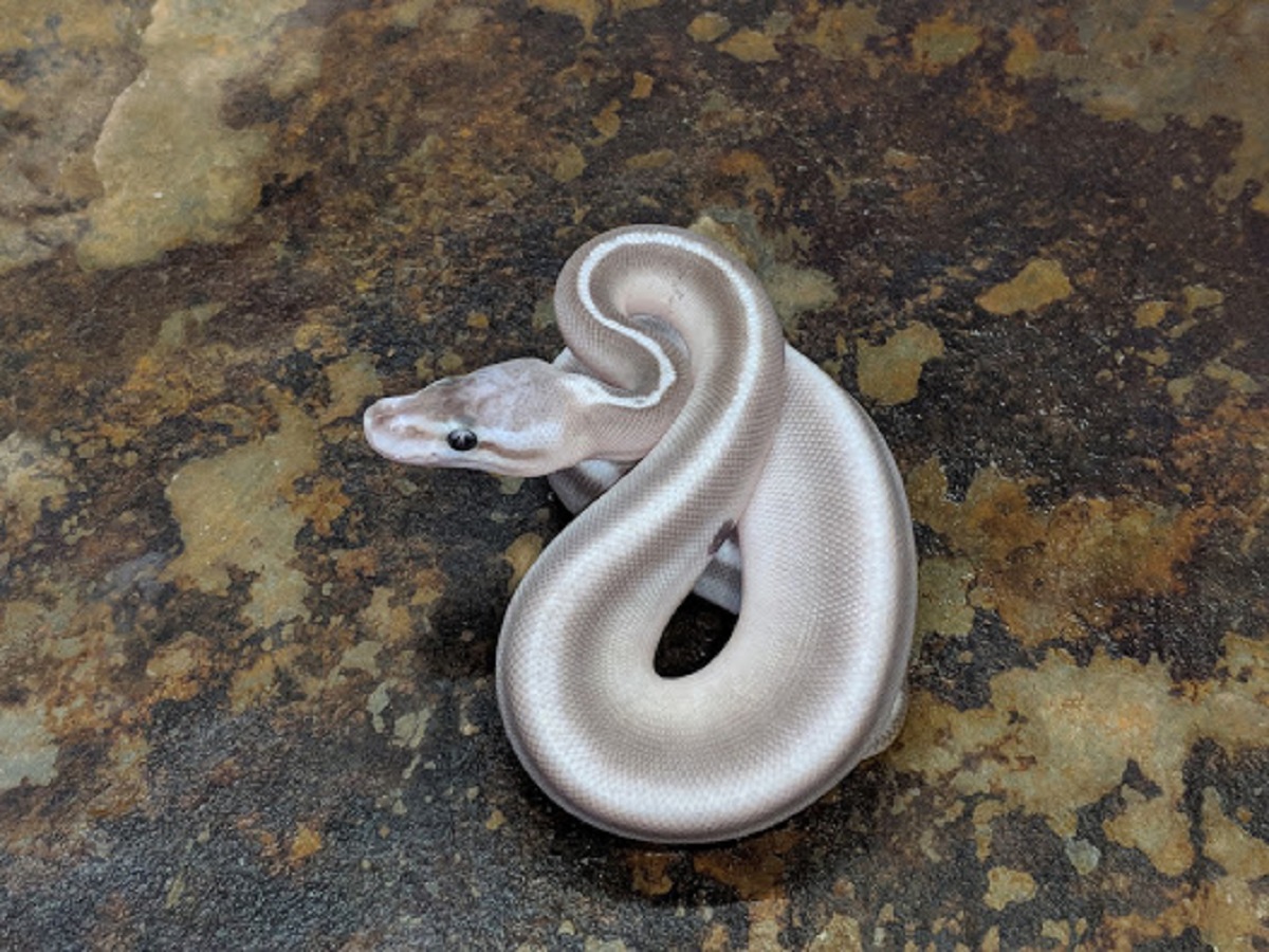 Black Pastel Cinnamon Lesser Super Bongo