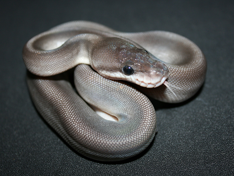 1 out of 2. © SOS Reptiles and Mighty Morphing Ball Pythons. 
