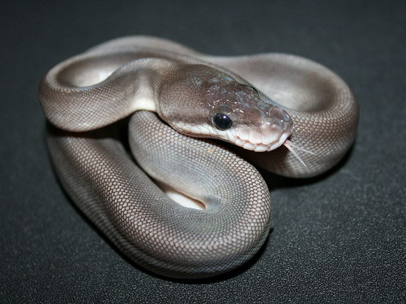 Black Pastel Cinnamon Mojave