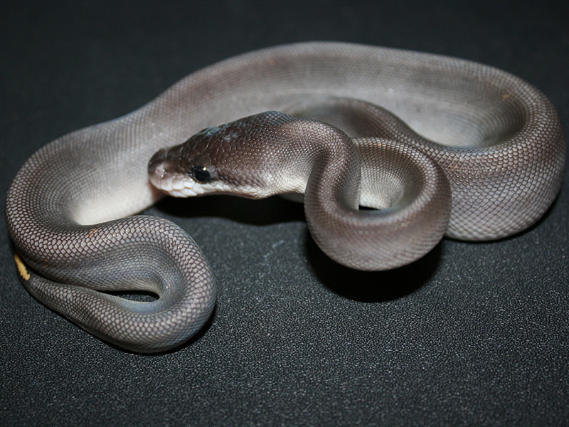 Black Pastel Cinnamon Mojave