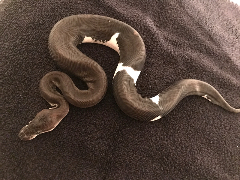 Black Pastel Cinnamon Piebald