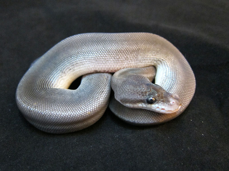 Black Pastel Cinnamon Pinstripe