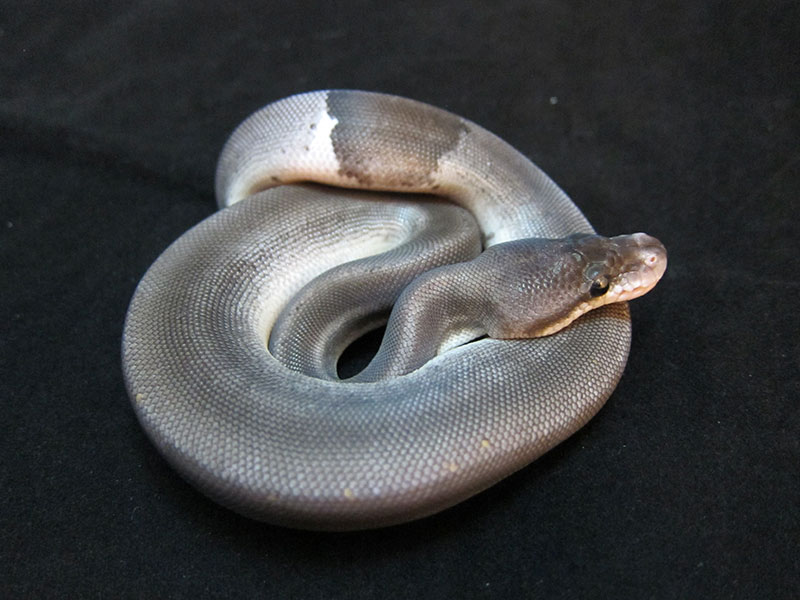 Black Pastel Cinnamon Pinstripe