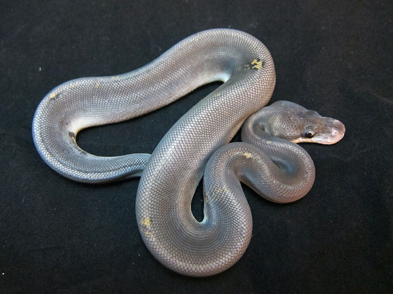 Black Pastel Cinnamon Pinstripe